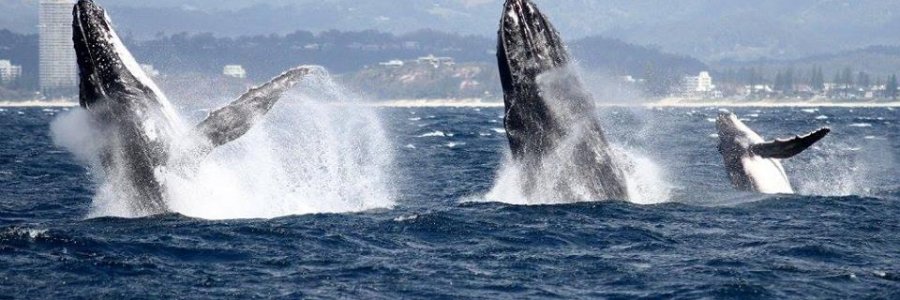 Photo From Spirit Of Gold Coast Whale Watching Facebook Page